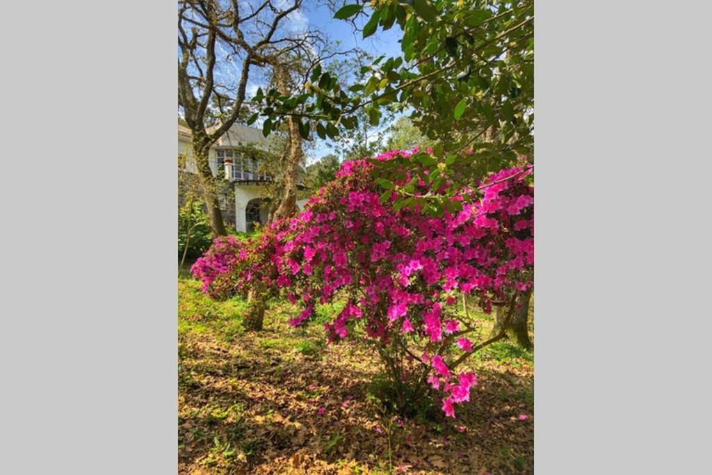 Quinta Biologica, Com Vista, Na Serra De Sintra Eksteriør billede