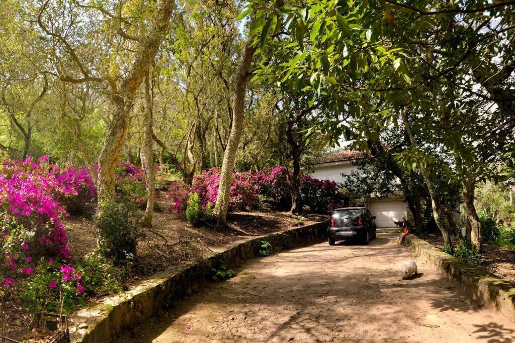 Quinta Biologica, Com Vista, Na Serra De Sintra Eksteriør billede