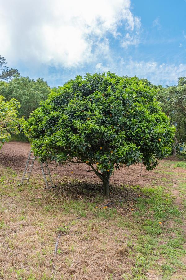 Quinta Biologica, Com Vista, Na Serra De Sintra Eksteriør billede