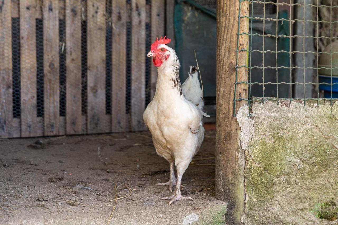 Quinta Biologica, Com Vista, Na Serra De Sintra Eksteriør billede