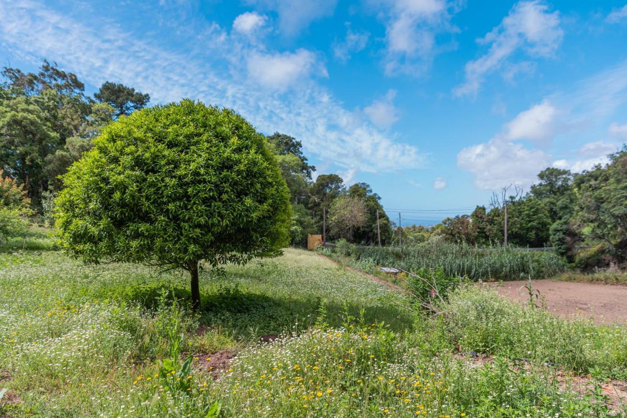 Quinta Biologica, Com Vista, Na Serra De Sintra Eksteriør billede